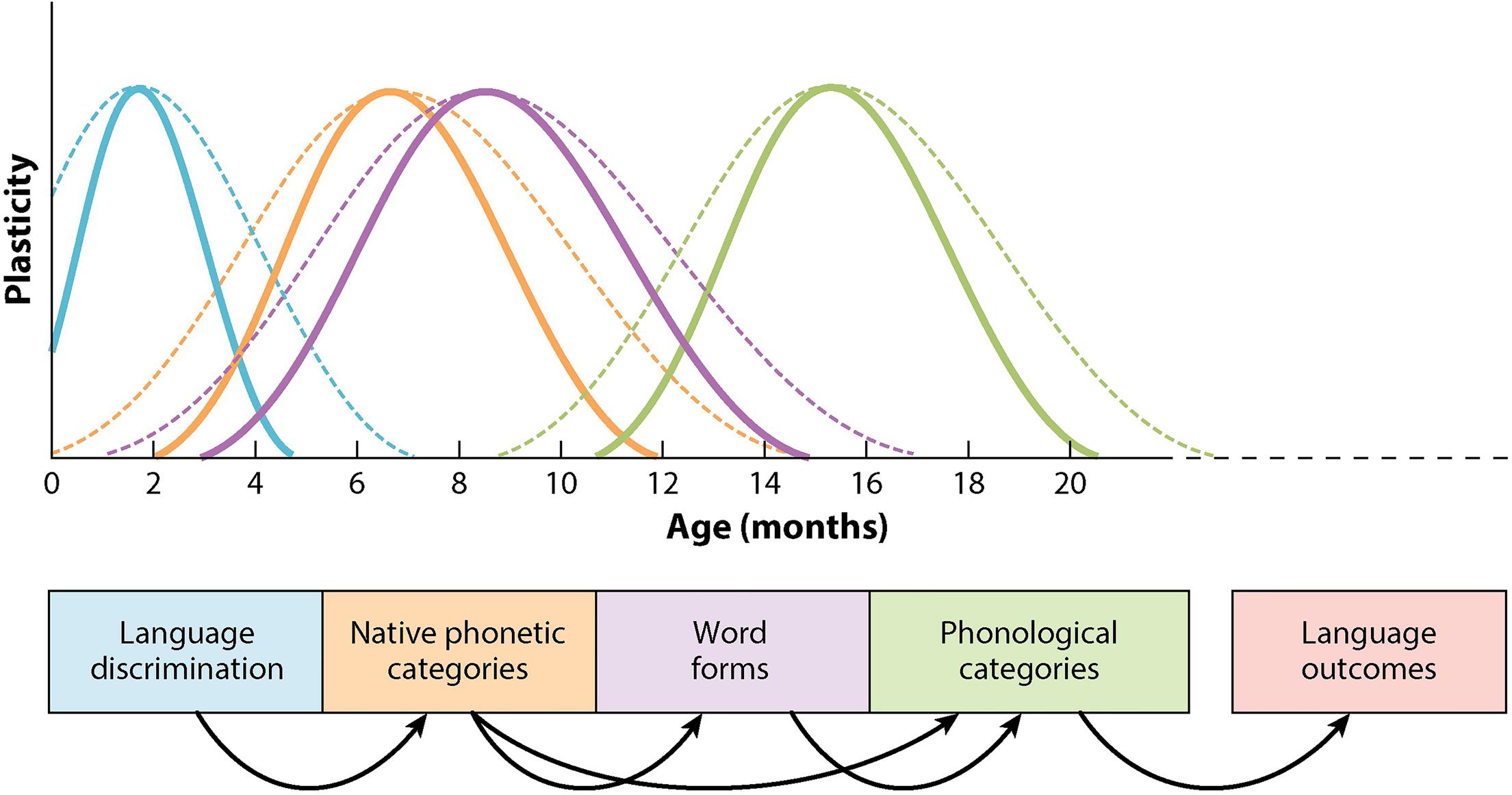 critical period hypothesis for second language acquisition