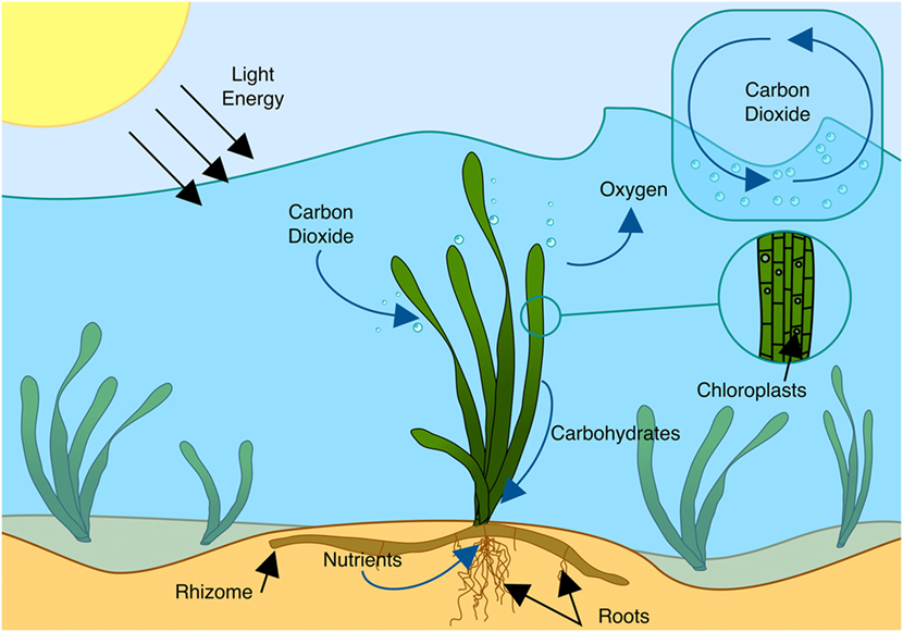 seagrass meadows food web