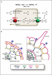 Frontiers | Insights Into The Mechanisms Underlying Boron Homeostasis ...