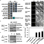 Frontiers | The Arabidopsis Cysteine-Rich Receptor-Like Kinase CRK36 ...