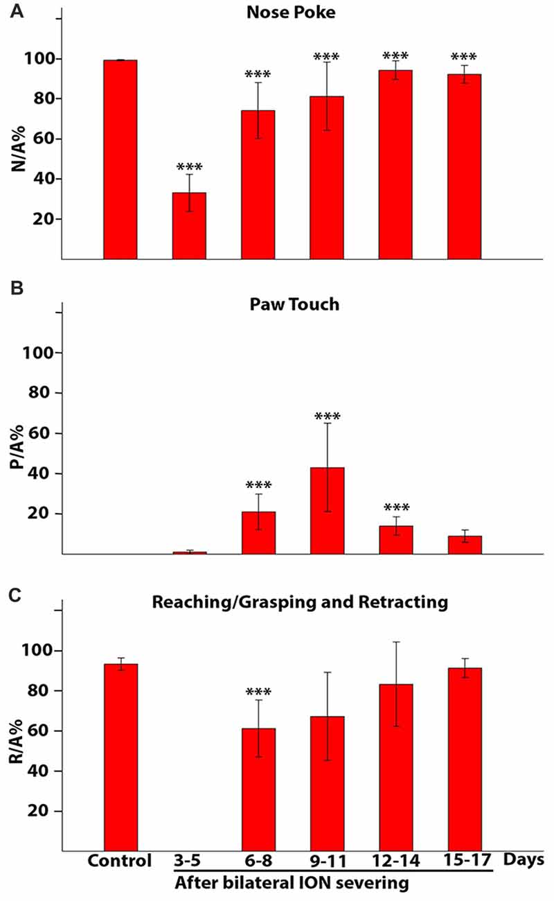 Frontiers  Whisker and Nose Tactile Sense Guide Rat Behavior in a Skilled  Reaching Task