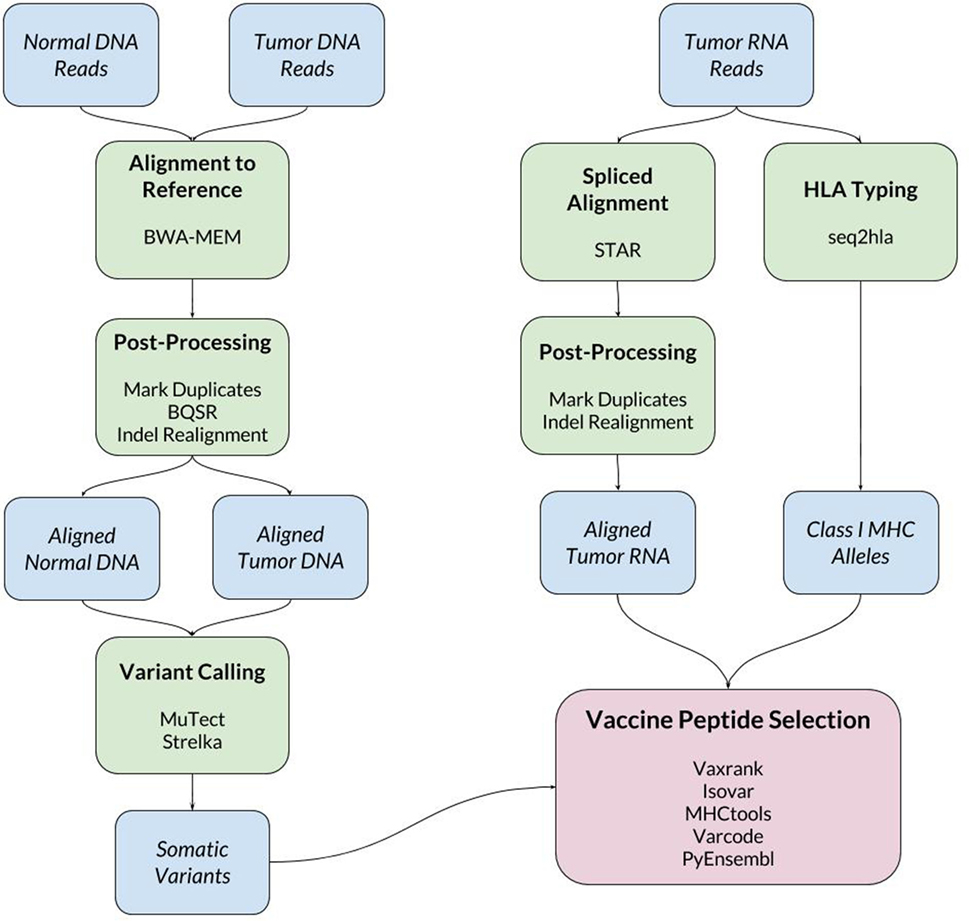 Frontiers Computational Pipeline For The Pgv 001 Neoantigen Vaccine Trial Immunology