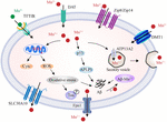 Frontiers | Biometal Dyshomeostasis and Toxic Metal Accumulations in ...