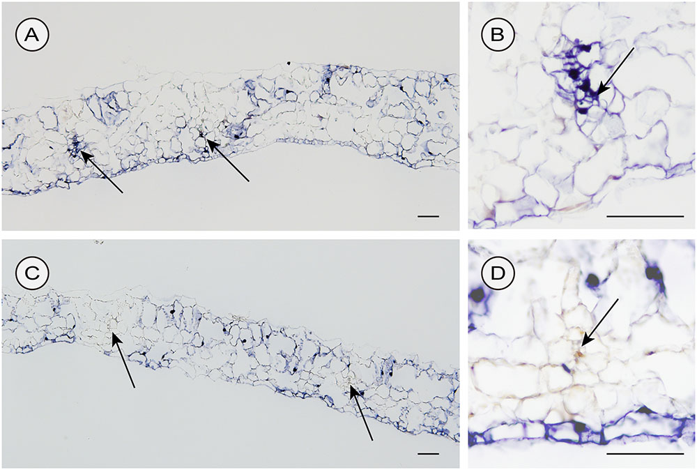 Frontiers Comparative Analysis of Chrysanthemum Stunt Viroid Accumulation and Movement in Two