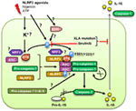 Frontiers | Bruton’s Tyrosine Kinase: An Emerging Key Player in Innate ...