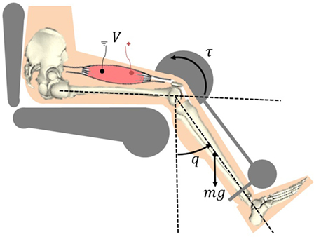 Neuromuscular electrical stimulation: (a) quadriceps and (b) diaphragm.
