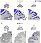 Frontiers | Flexible and Stable Value Coding Areas in Caudate Head and ...