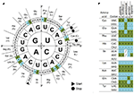 Frontiers | Combination of the Endogenous lhcsr1 Promoter and Codon ...