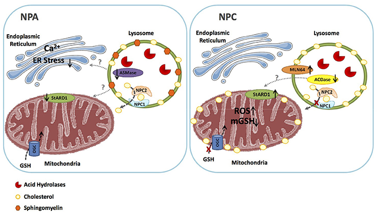Niemann-Pick Type C Disease Reveals a Link between Lysosomal Cholesterol  and PtdIns(4,5)P2 That Regulates Neuronal Excitability - ScienceDirect
