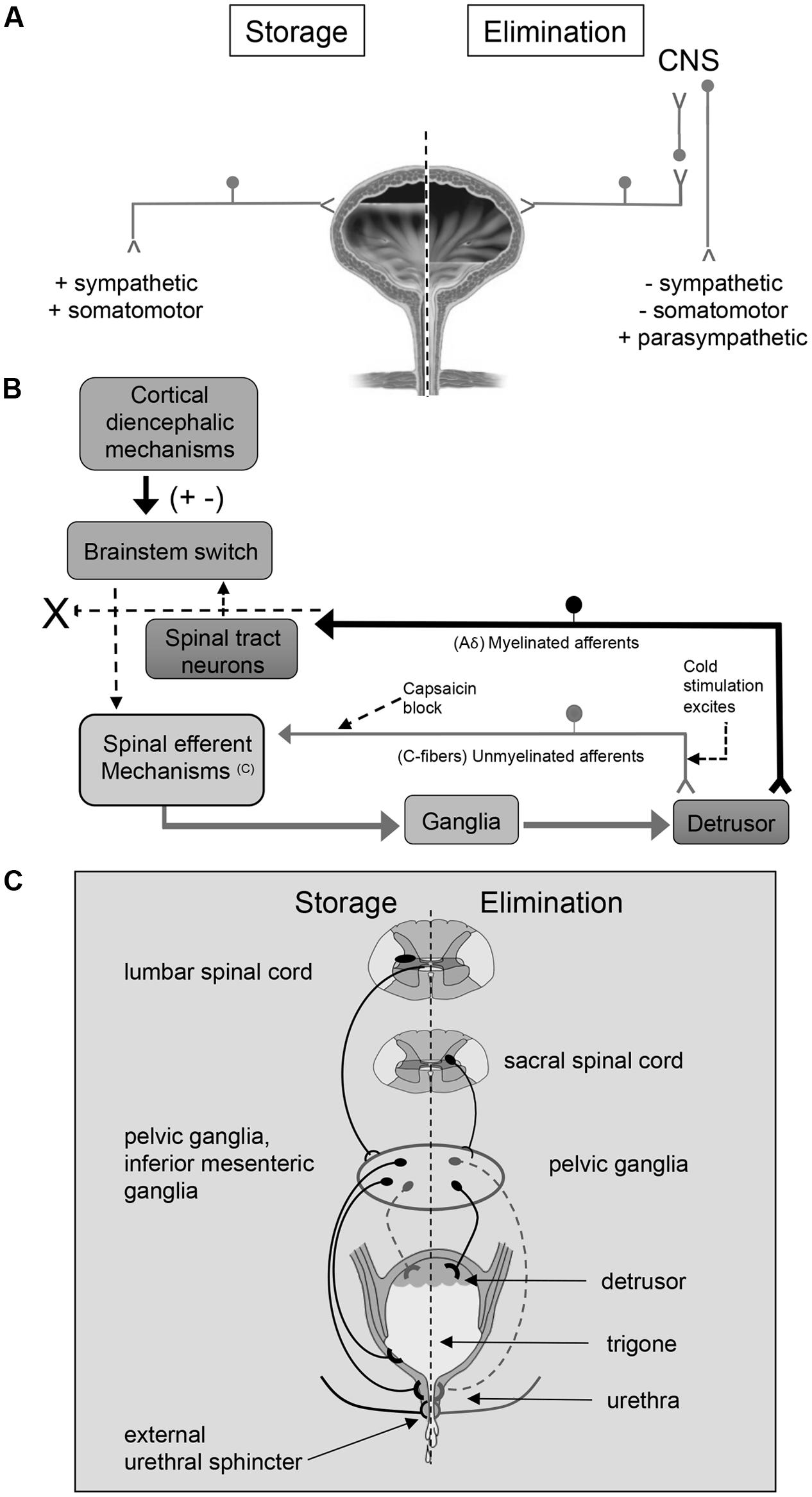 Frontiers  PACAP/Receptor System in Urinary Bladder Dysfunction