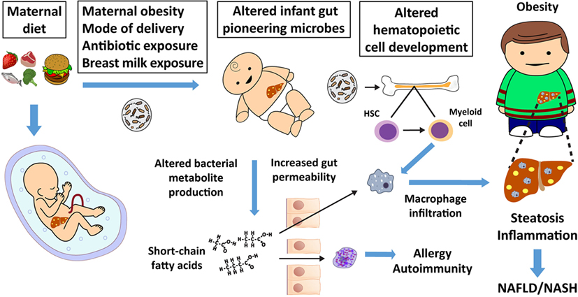 Gut Microbiota and Microbial Metabolism in Early Risk of