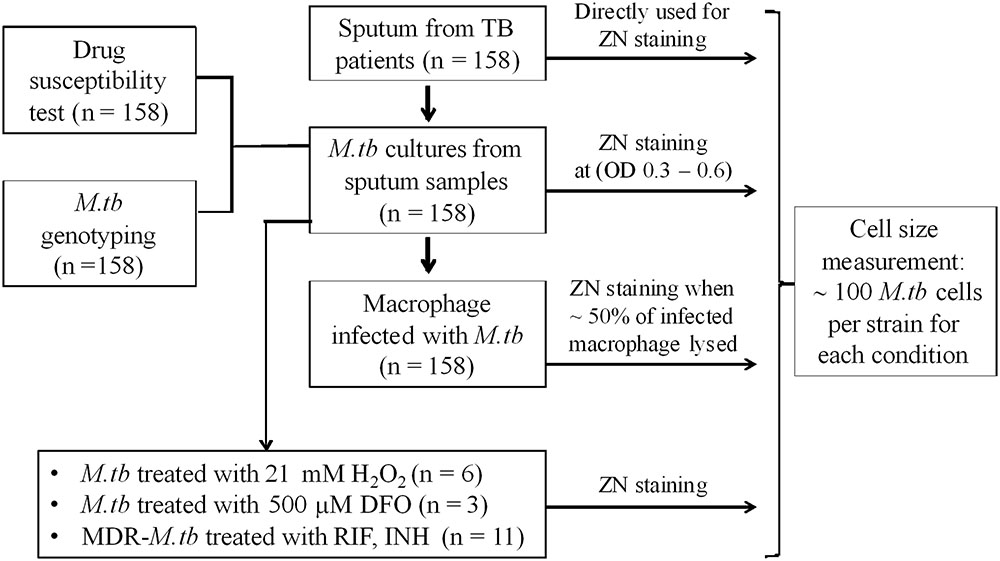 Frontiers Influence Of Stress And Antibiotic Resistance On Cell Length Distribution In Mycobacterium Tuberculosis Clinical Isolates Microbiology