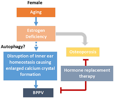 PDF) Benign Paroxysmal Positional Vertigo Risk Factors Unique to  Perimenopausal Women