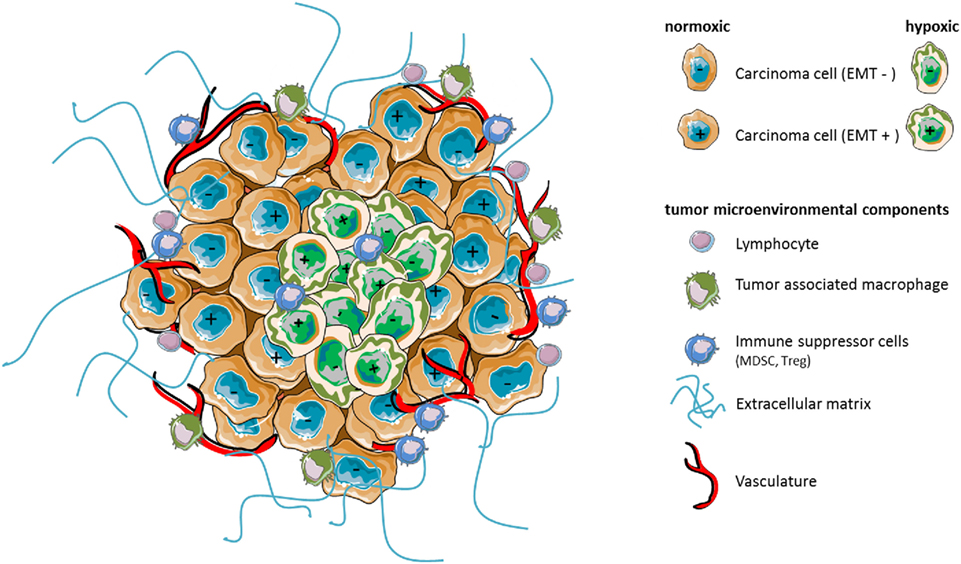 asco 2018 tumor heterogeneity immune repertoire