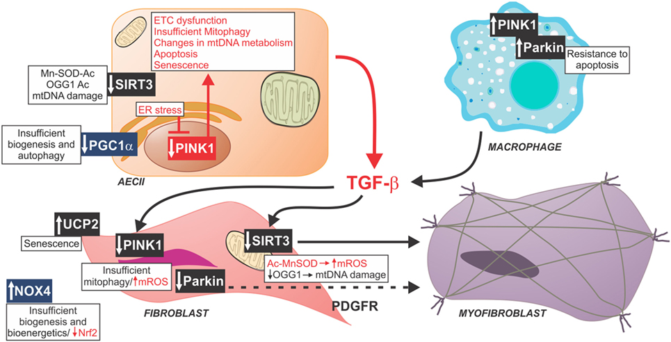 Frontiers Idiopathic Pulmonary Fibrosis Aging Mitochondrial Dysfunction And Cellular Bioenergetics Medicine