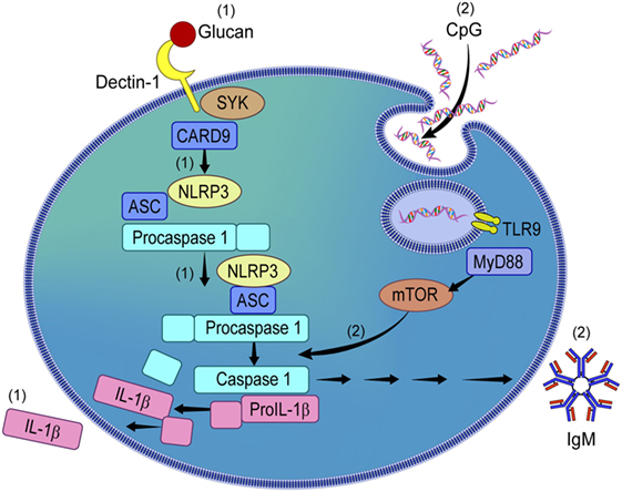 Frontiers | Canonical Stimulation of the NLRP3 Inflammasome by Fungal ...