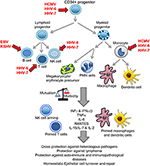 Frontiers | Beta And Gamma Human Herpesviruses: Agonistic And ...