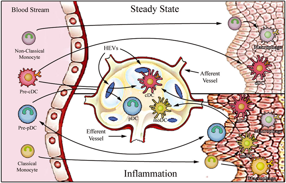 Frontiers E Selectin Ligands In The Human Mononuclear Phagocyte System Implications For Infection Inflammation And Immunotherapy Immunology