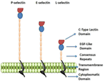 Frontiers | E-Selectin Ligands in the Human Mononuclear Phagocyte ...