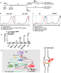 Frontiers | Invariant Natural Killer T Cells Ameliorate Monosodium ...