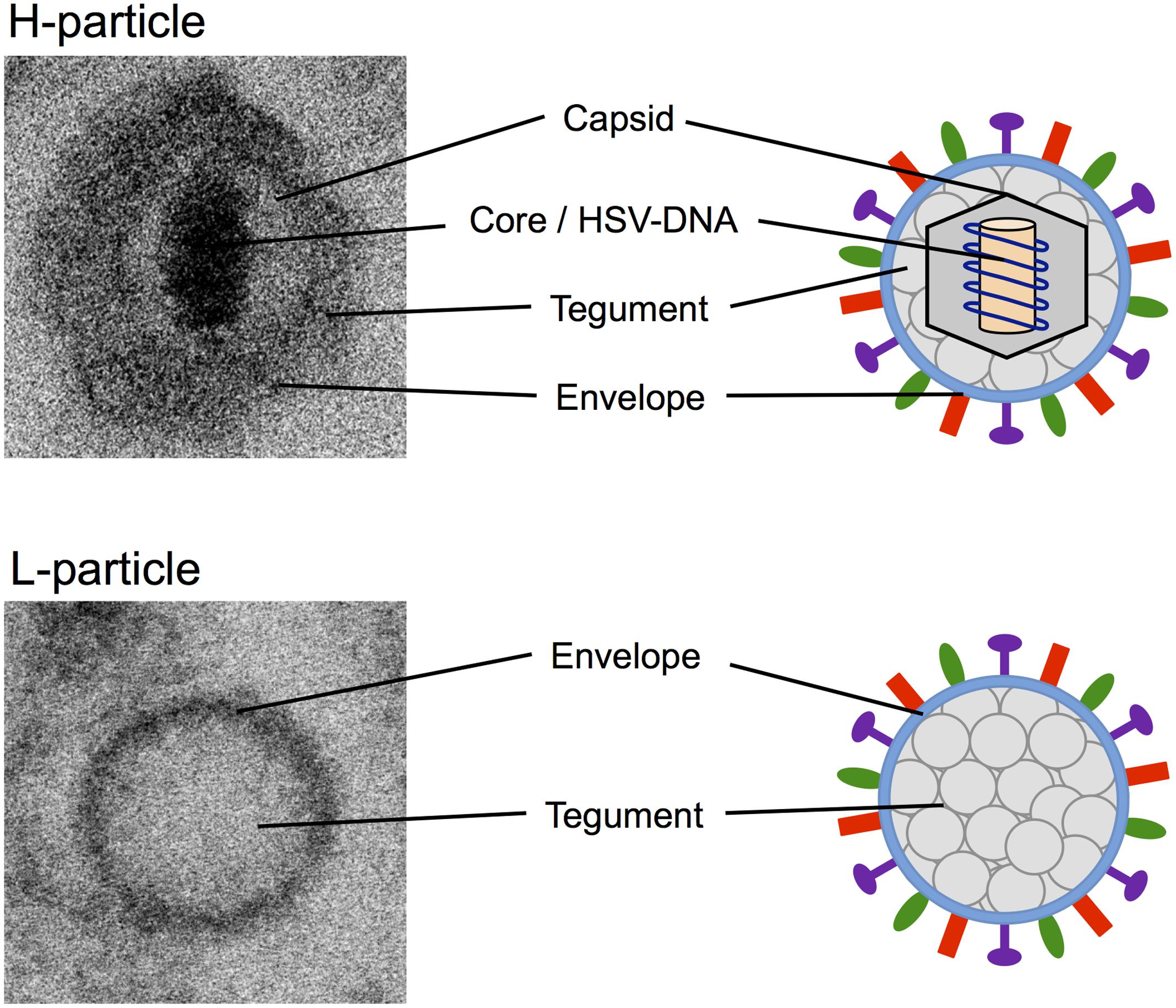 Herpes Virus Structure Diagram