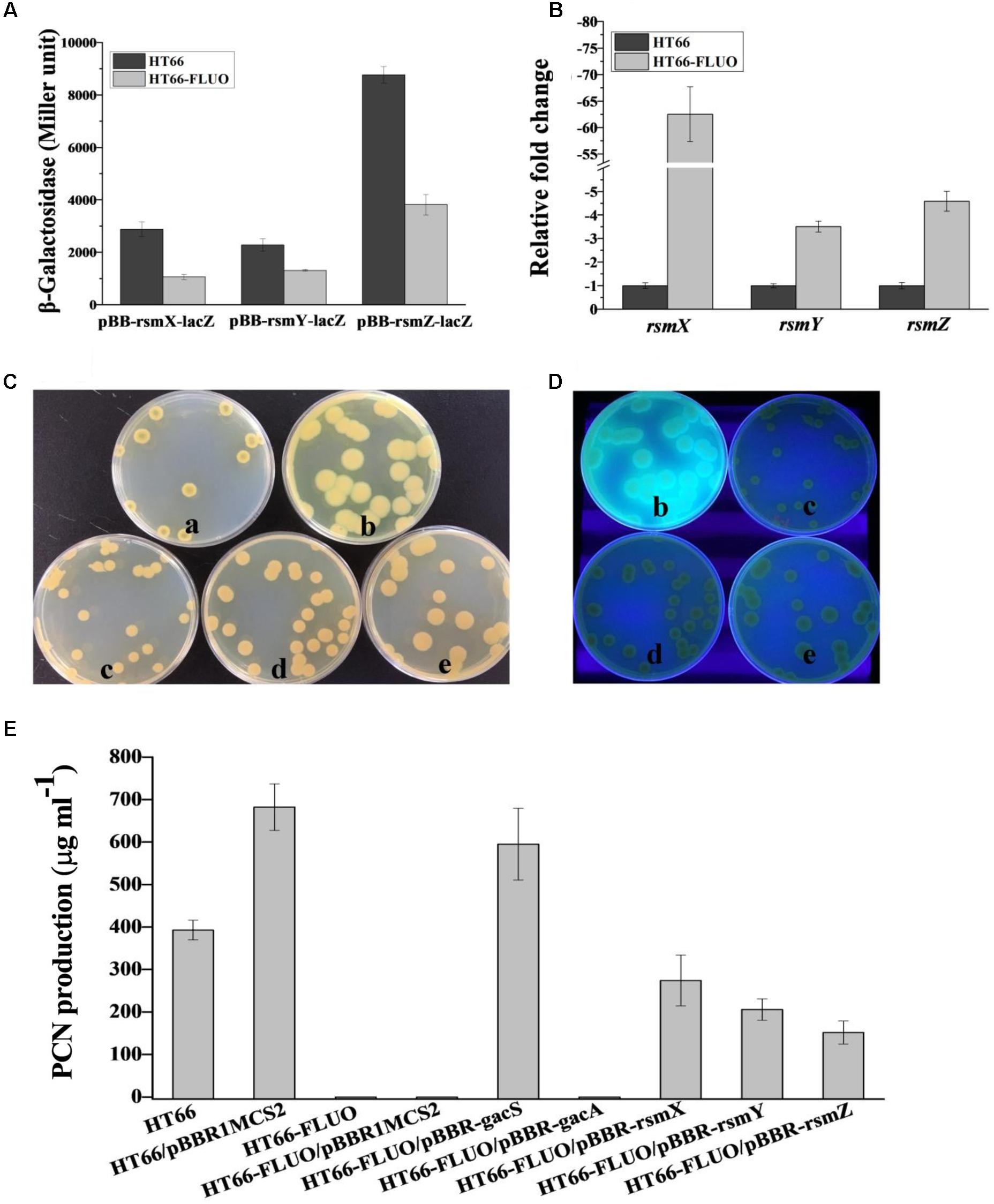 Frontiers | Enhanced Fluorescent Siderophore Biosynthesis and Loss of ...