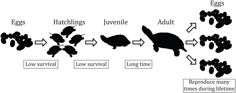 there are four main stages in the life cycle of a turtle&