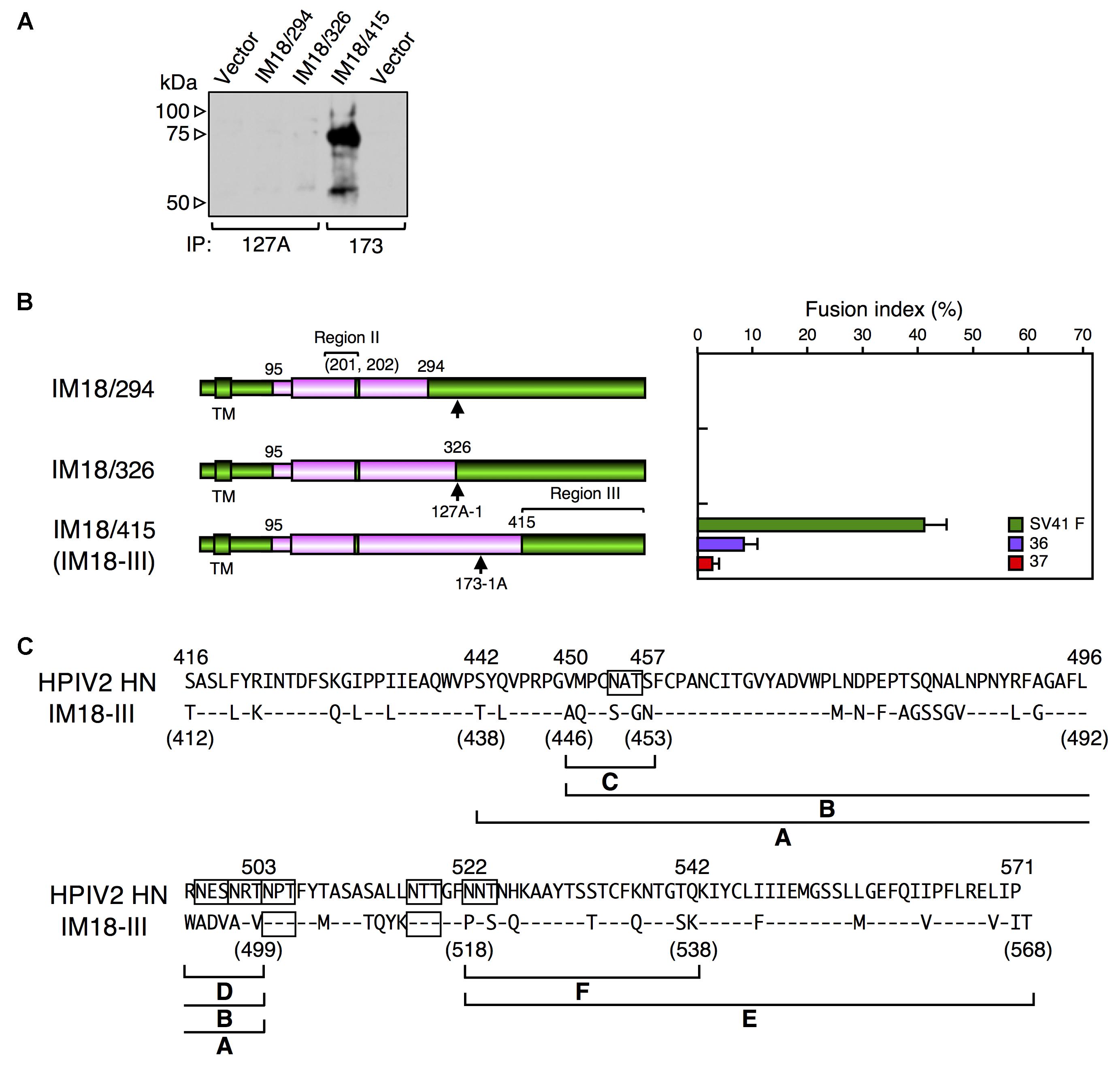 Frontiers The Hemagglutinin Neuraminidase Hn Head Domain And The Fusion F Protein Stalk Domain Of The Parainfluenza Viruses Affect The Specificity Of The Hn F Interaction Microbiology