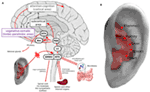 Frontiers | Treating Depression with Transcutaneous Auricular Vagus