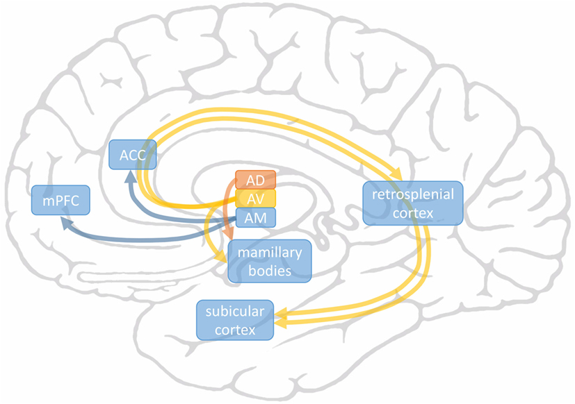 Frontiers | Executive Functions May Predict Outcome in Deep Brain ...