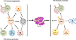 Frontiers | The Yin And Yang Of Invariant Natural Killer T Cells In ...