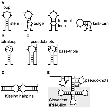 hairpin structure rna