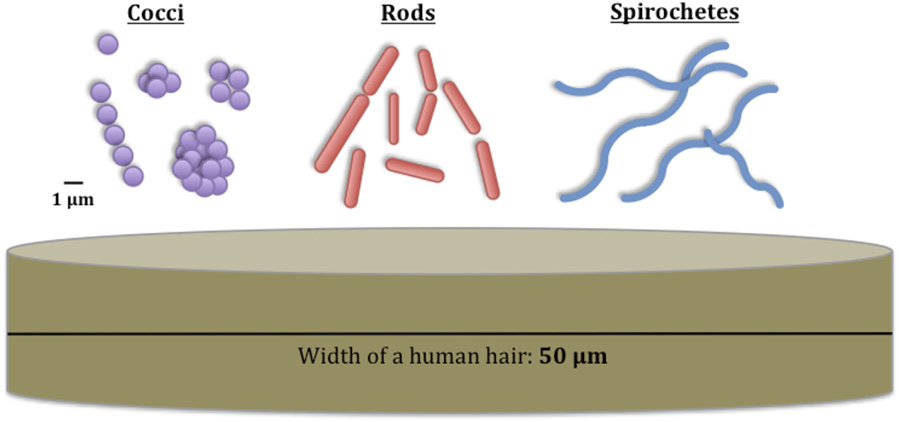 图1——这些都是细菌的不同形状和大小与人类头发的宽度。