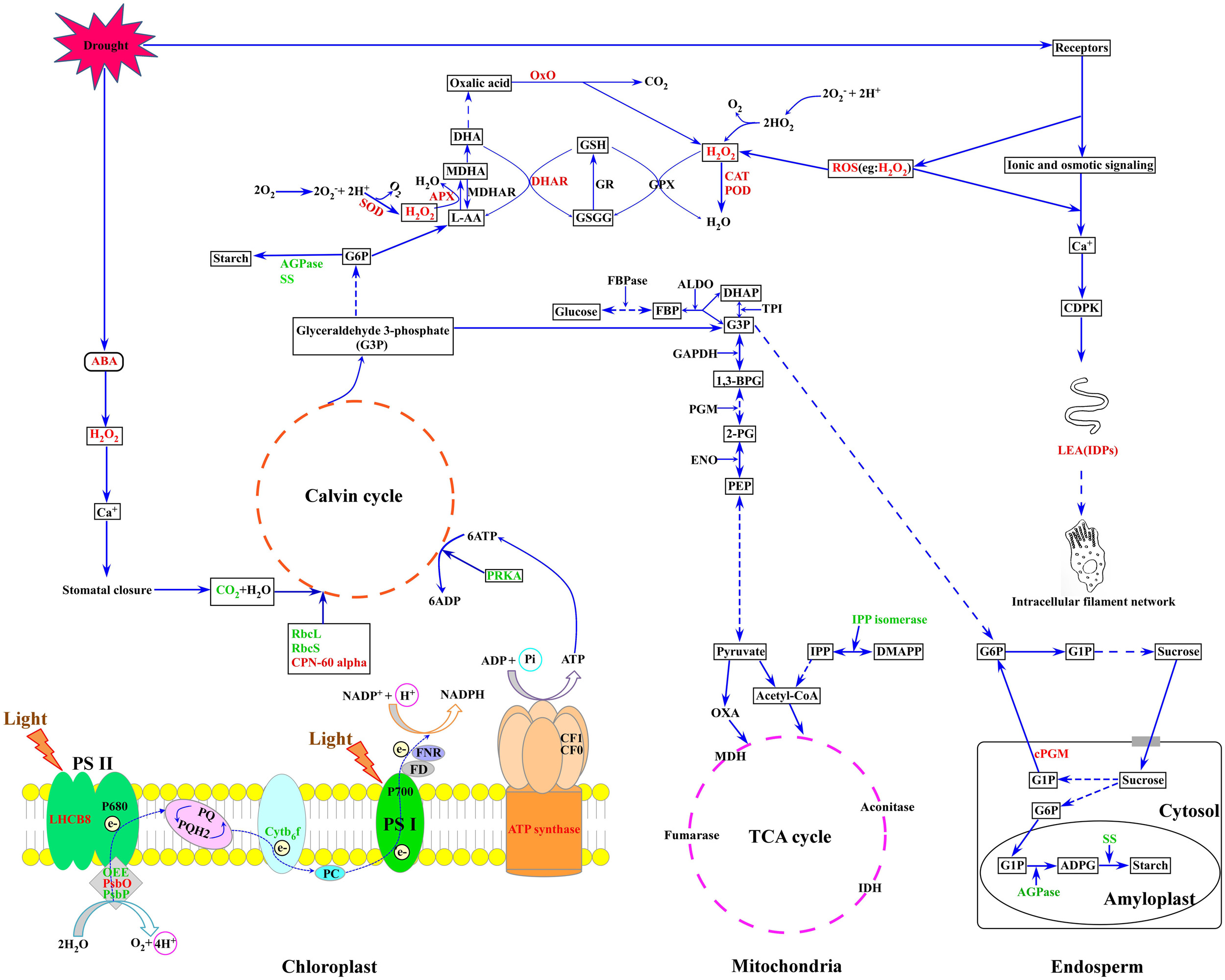 Frontiers | Comparative Proteome Analysis of Wheat Flag Leaves and ...