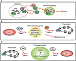 Frontiers | Plant RNA Regulatory Network and RNA Granules in Virus ...