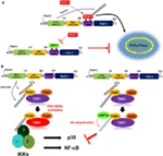 Frontiers | Ubiquitin-Specific Protease 14 Negatively Regulates Toll ...