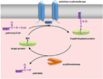 Frontiers | Protein Palmitoylation and Its Role in Bacterial and Viral ...