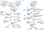 Frontiers | Protein Palmitoylation And Its Role In Bacterial And Viral ...