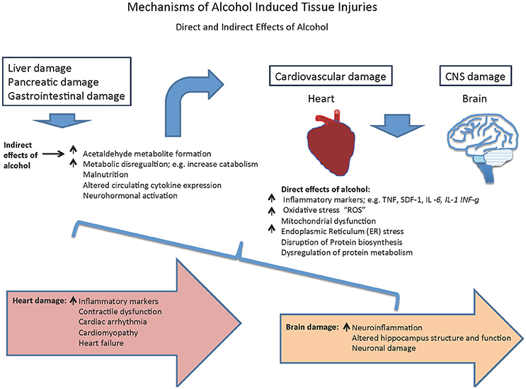 Heart Disease From Alcohol