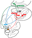 Frontiers | Multisynaptic Projections from the Amygdala to the Ventral ...