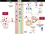 Frontiers | NLR-Dependent Regulation of Inflammation in Multiple ...