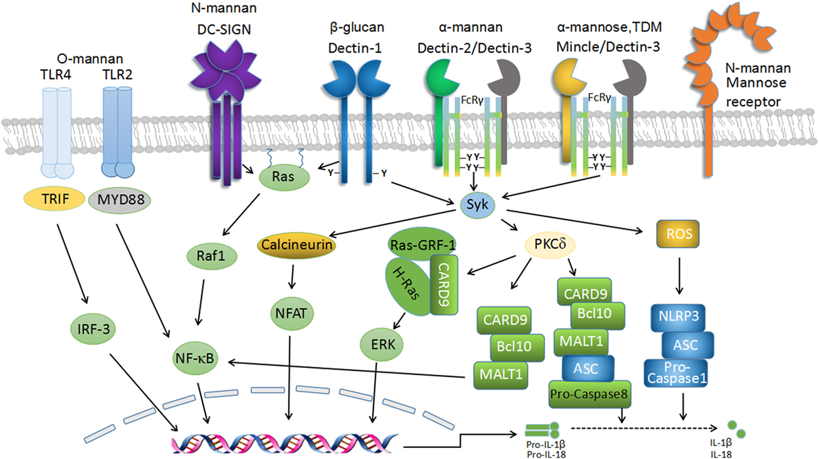 C using type. Tlr4 Рецептор. Рецепторы-лектины с-типа. Каркас рецептора TLR. C Type lectin receptors.