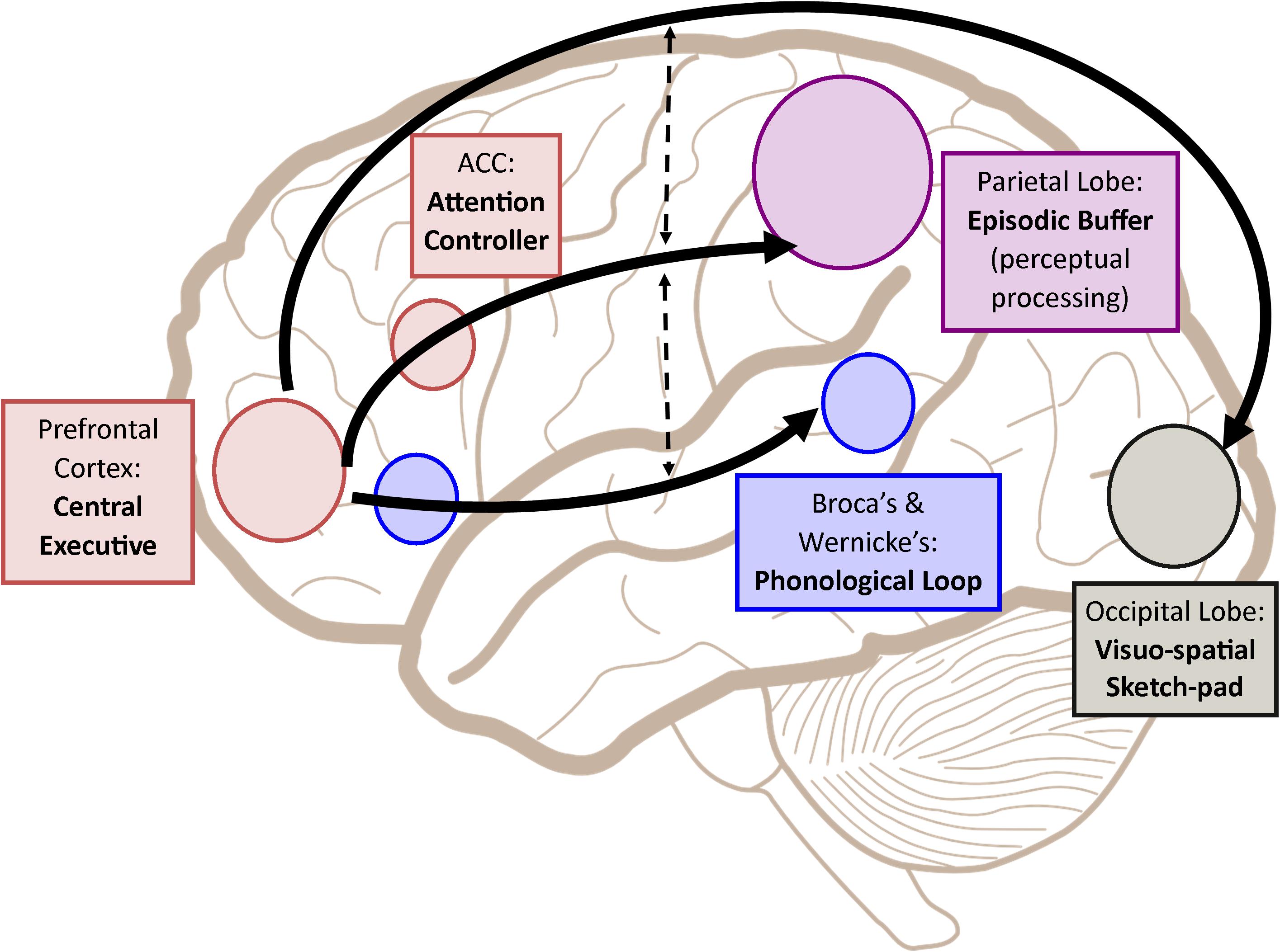 Frontiers Working Memory From The Psychological And Neurosciences Perspectives A Review Psychology