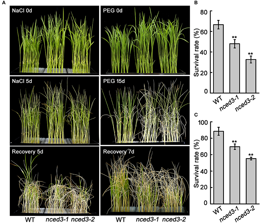 Frontiers  9-cis-Epoxycarotenoid Dioxygenase 3 Regulates Plant Growth and  Enhances Multi-Abiotic Stress Tolerance in Rice