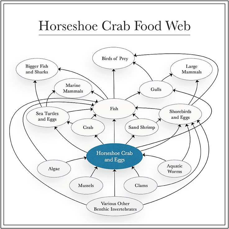 Frontiers - The Role of Horseshoe Crabs in the Biomedical Industry and Recent Trends Impacting ...