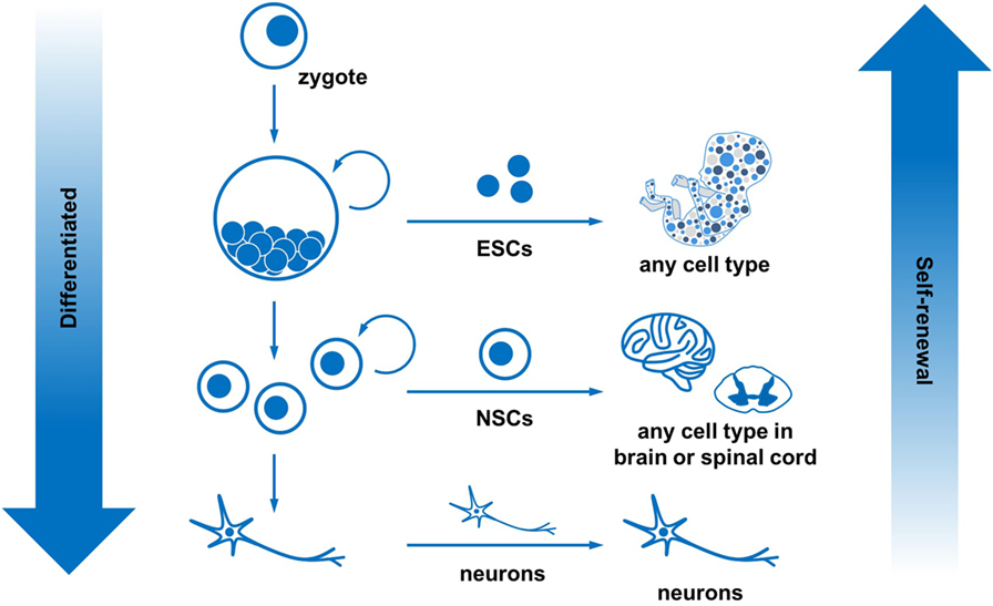 Making Neurons From Human Stem Cells · Frontiers For Young Minds