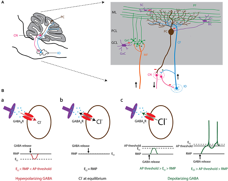 Frontiers Chloride Homeostasis In Neurons With Special Emphasis On The Olivocerebellar System Differential Roles For Transporters And Channels Cellular Neuroscience