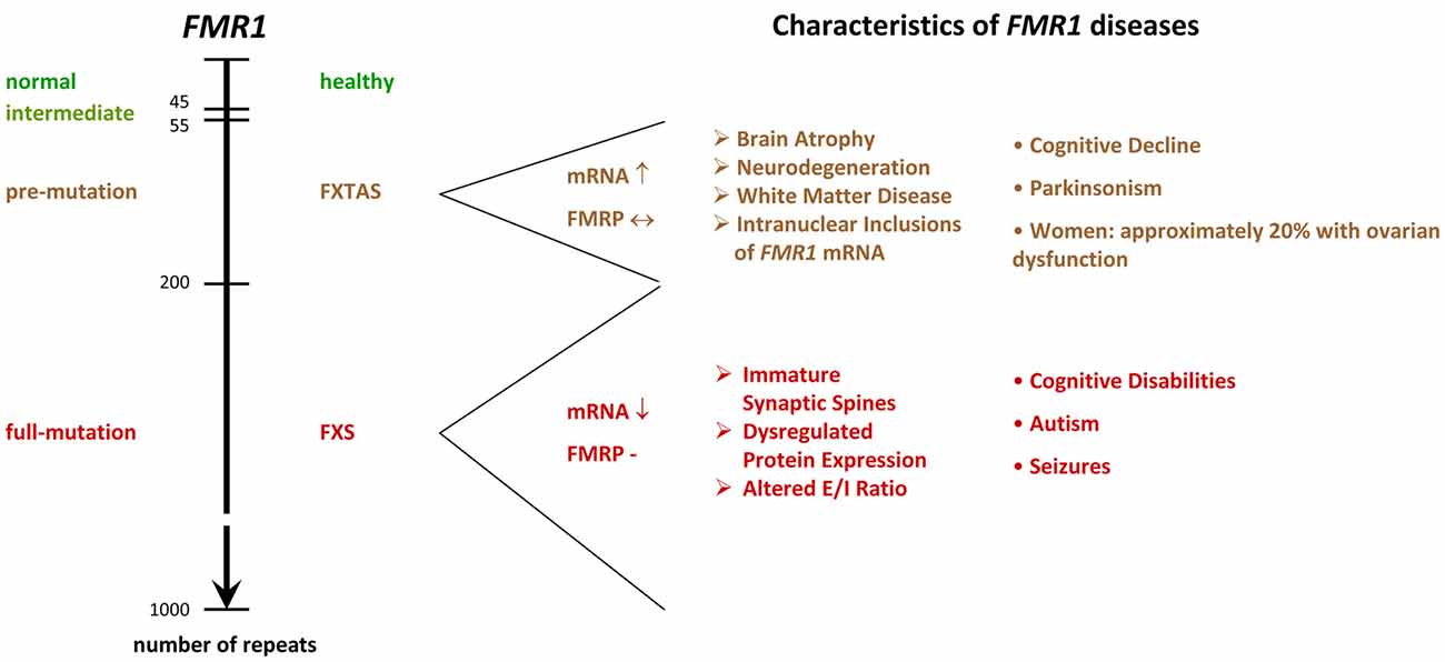 Frontiers | Of Men and Mice: Modeling the Fragile X Syndrome
