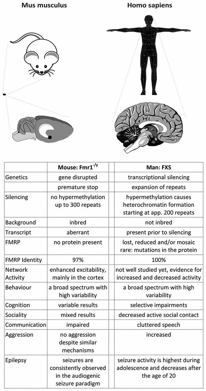 Frontiers | Of Men and Mice: Modeling the Fragile X Syndrome