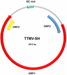 Frontiers | Identification of a Torque Teno Mini Virus (TTMV) in ...